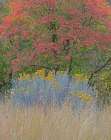 USA-Utah-east of Logan on highway 89 fall color Canyon Maple and Rabbit bush Art Print